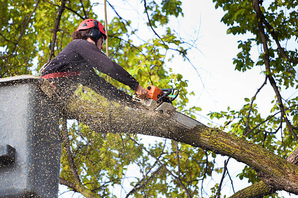 Best Tree and Shrub Care  in Groveville, NJ